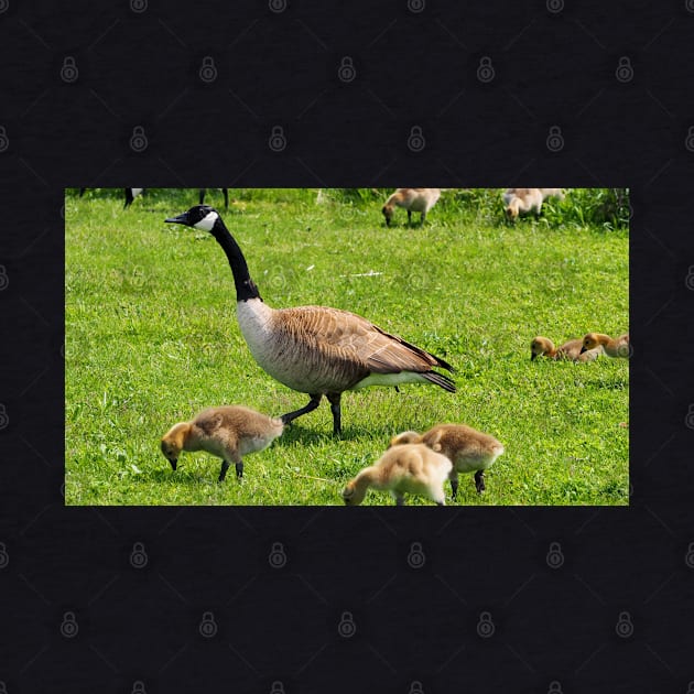 Adult Canada Goose Watching Over Its Goslings by BackyardBirder